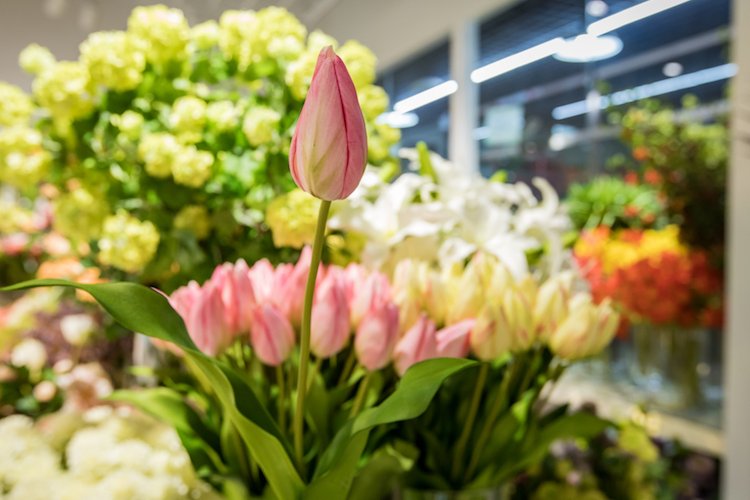 Brighten Up Your Home This Winter at Liangma International Flower Market