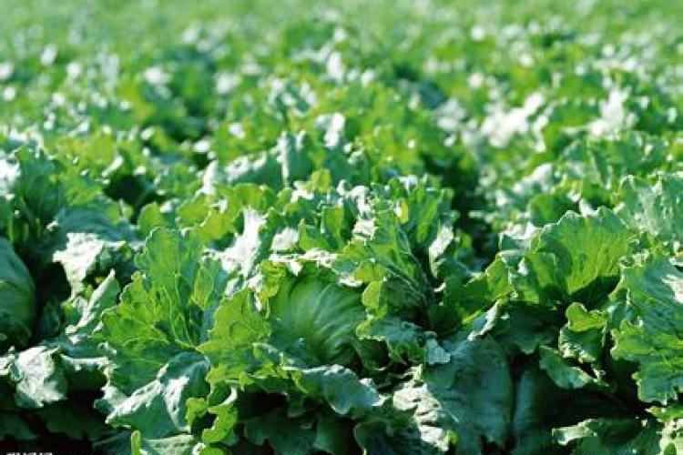 Healthy Directory: Your Guide to Where to Source Wholesome Products Healthy Directory: Your Guide to Where to Source Wholesome Products