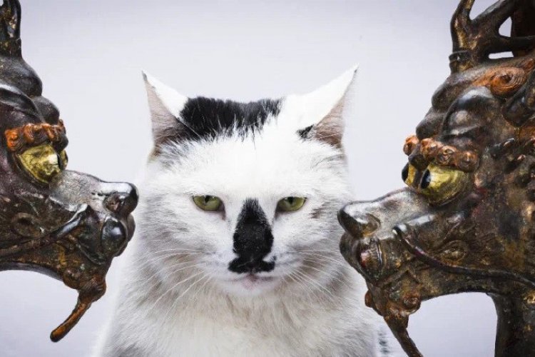 A Museum Opened by a Primary School Drop-Out Filled With Antiques and... Cats?