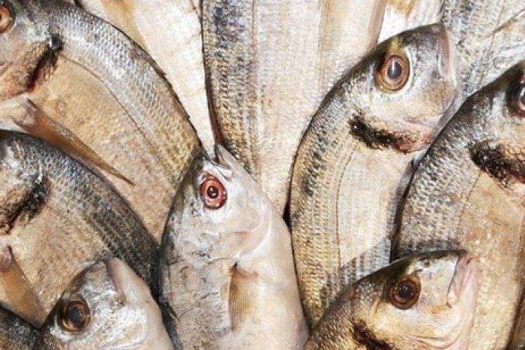 Food for Thought: Oily Fish Found to Protect the Brain From Air Pollution