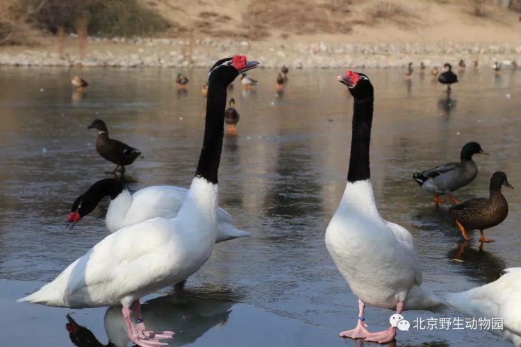 Trending in Beijing: Ducks Knocked Out and Goose Eggs Stolen