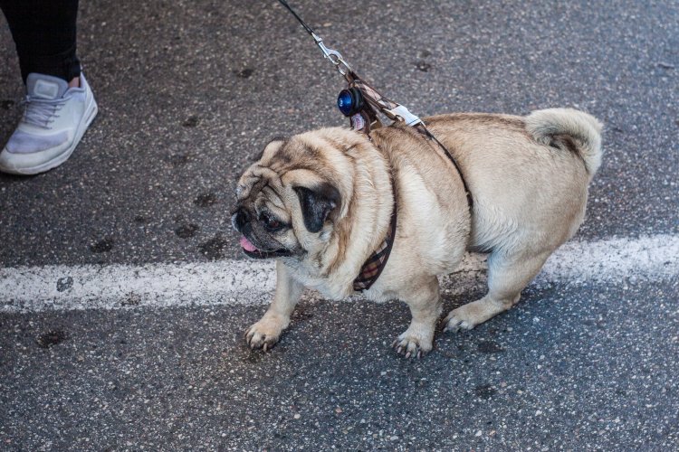 Leash Becomes Law: Dogs Must Be Tethered on Walks from May 1