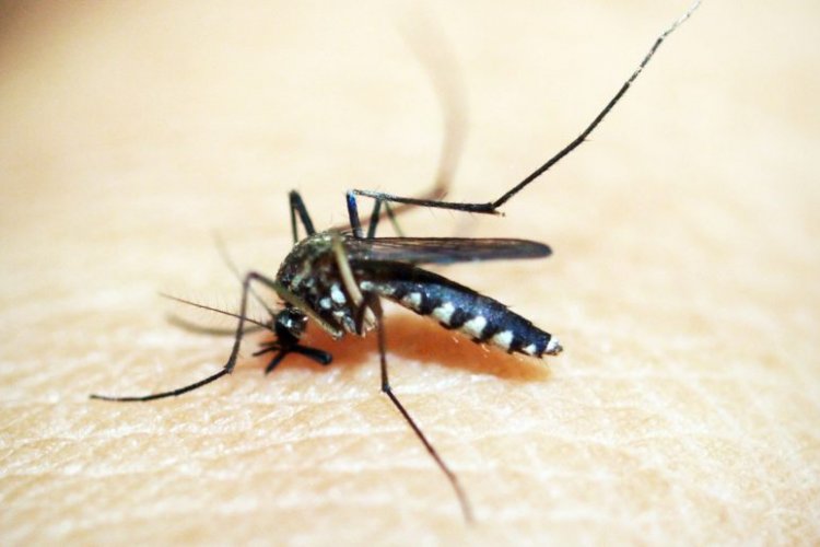 Should You Get Vaccinated Against Mosquito-Borne Diseases In Beijing?