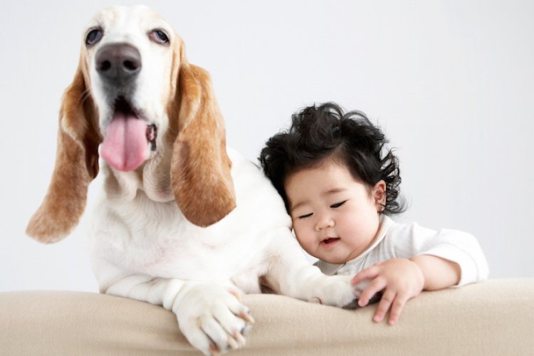 How To Introduce Your Dog To Your New Baby