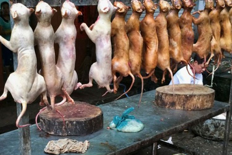 NGO Outlines How to Report Dog Meat Restaurants in China 