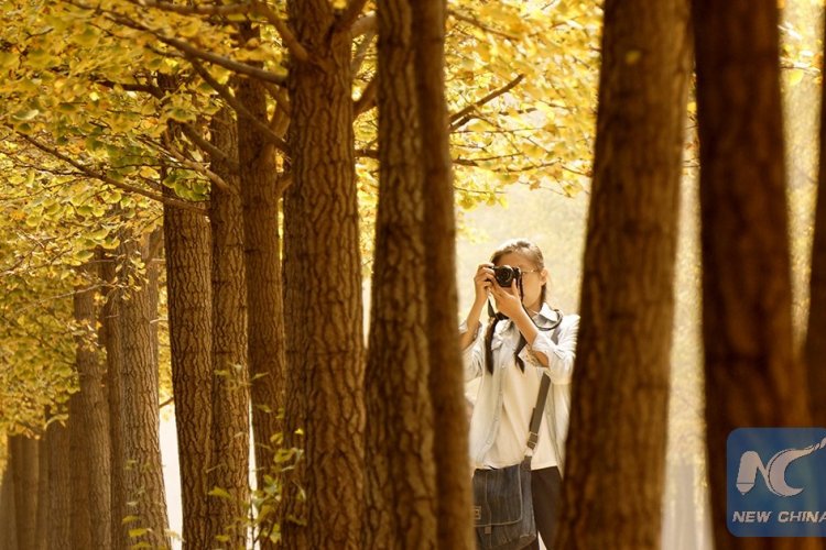 Ease Your Pollution Blues with These Instagram and Twitter Pics of Beijing&#039;s Autumn Leaves