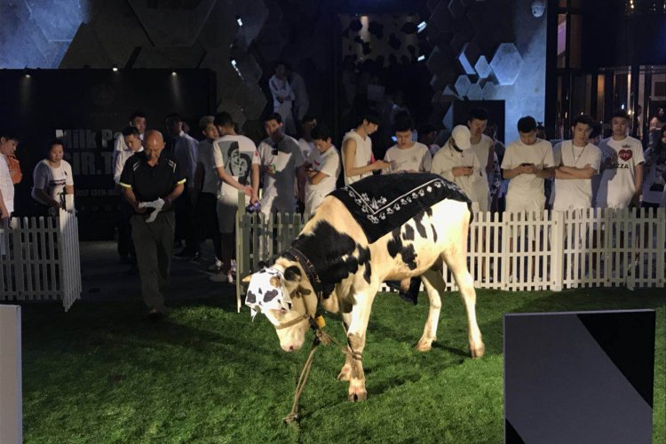 Beicology: Club Sir Teen’s Controversial Cow Display