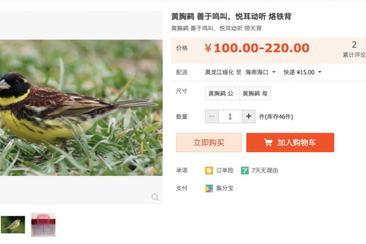 Beicology: Environmentalist Enraged After Seeing Endangered Bird For Sale On Taobao