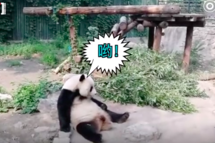 Trending in Beijing: Subway Opening Hours Extended, Discriminatory Swimming Pool, and Attack on a Panda