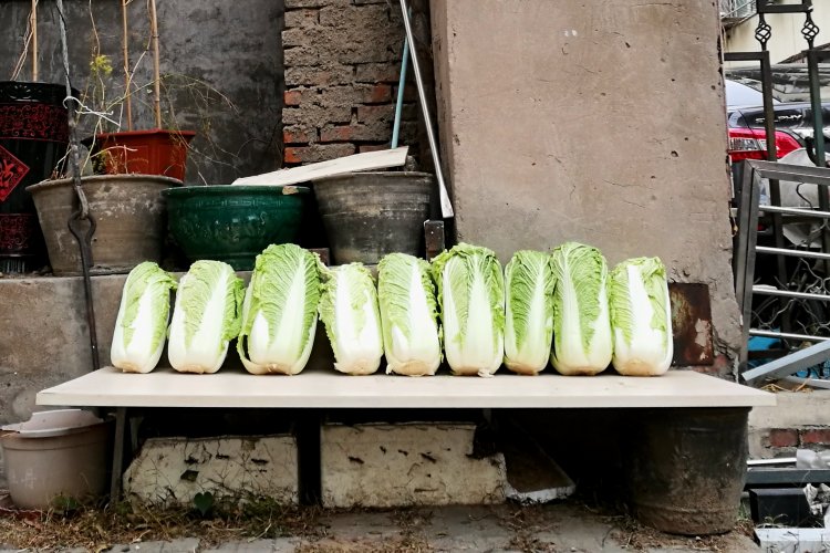What&#039;s With All the Cabbages? The Significance of Stocking Up on China&#039;s Hardiest Veg Before Winter