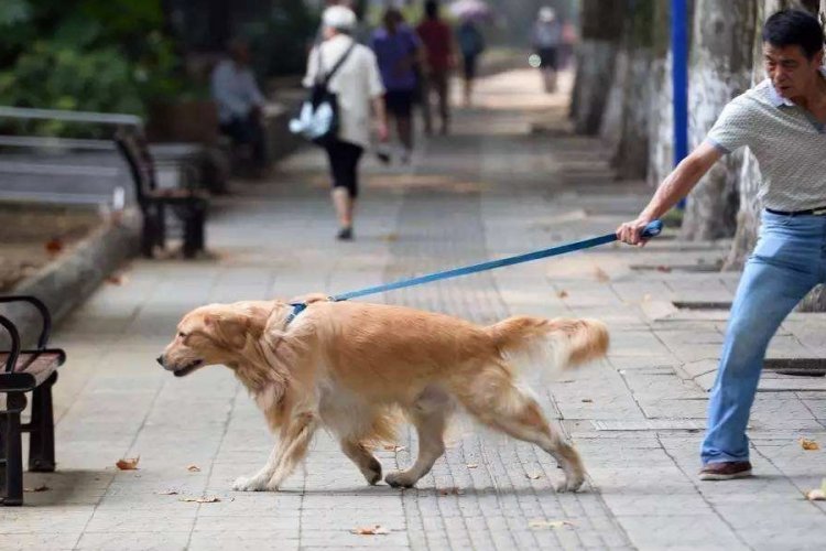 R1 Who Let the Dogs Out? No Seriously, Who? Beijing Bans Dogs From Public Parks, Again