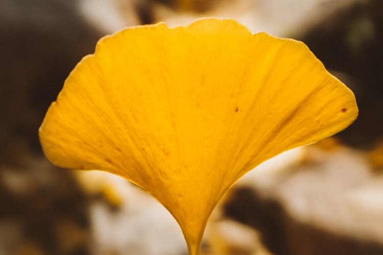 Sly Gingkoes and the Global Bully Language: Featured Poetry Translation