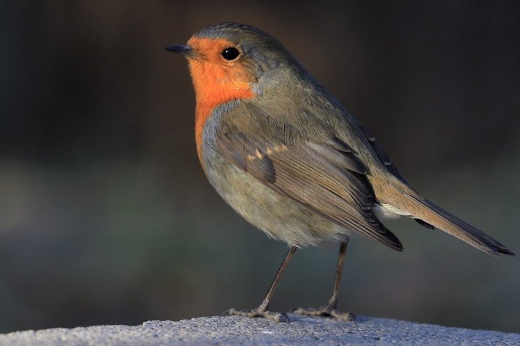 Rockin’ Robin: Beijingers Flock to Spot Rare Bird 
