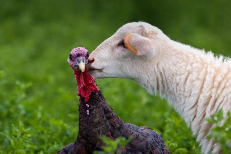 Thanksgiving for the Taking: 5 Alternatives to Turkey Dinners This Nov 26-27 