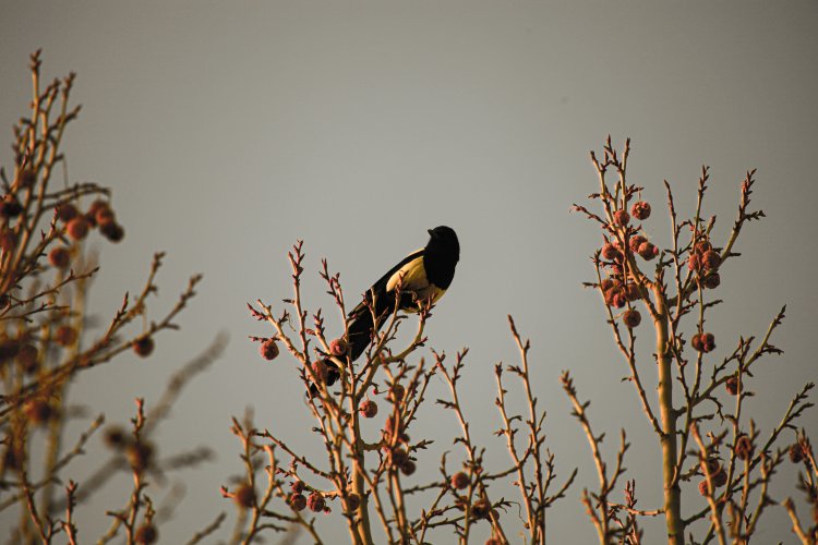 Six Common Birds You&#039;ll See (and Hear) in Beijing