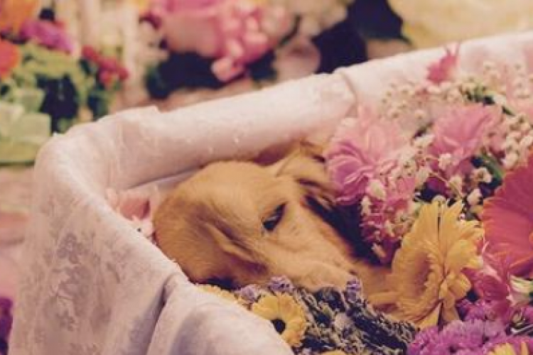 The Bumpy Last Mile: Pet Interment and Its Issues in China