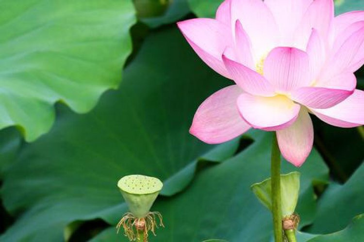 All You Can Eat: Making Good Use of Lotus for Summer