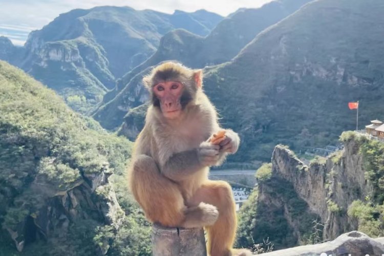 Enjoy the Lake, Observe Macaques at Taipingcun in Fangshan