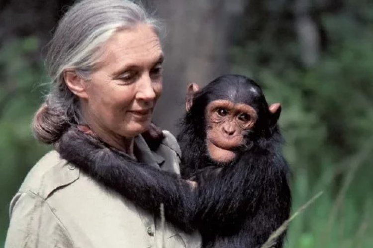 Get Inspired With Jane Goodall Documentary Screening This Friday (Apr 12)