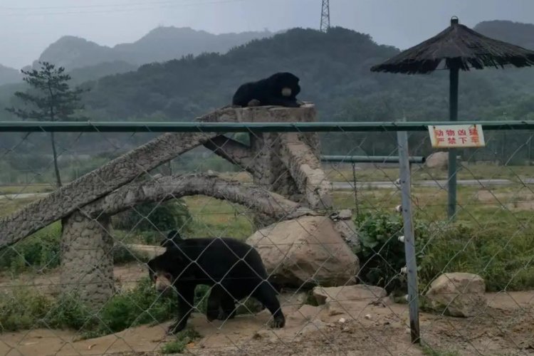 Day Trip to Badaling Wildlife Park: Worth the Drive?