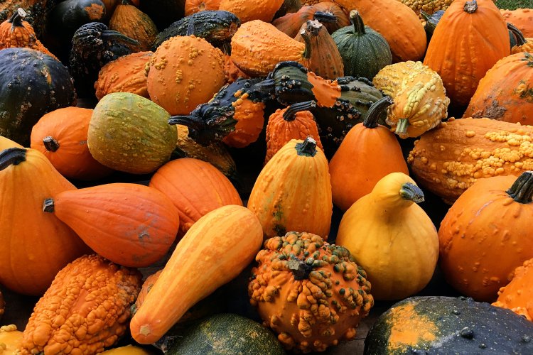 Embrace Pumpkin and Squash Season With These Recipes