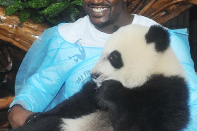 Talking Balls: Pandas and Giants