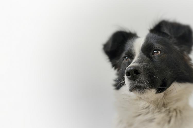 The Story of A Fu: How One Special Dog Became Cuddle's Official Canine Caretaker  The Story of A Fu: How One Special Dog Became Cuddle's Official Canine Caretaker