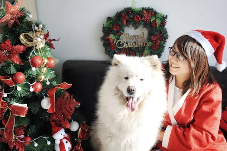 A Cuddles Christmas: How These Fine Furry Guests Spend the Holidays
