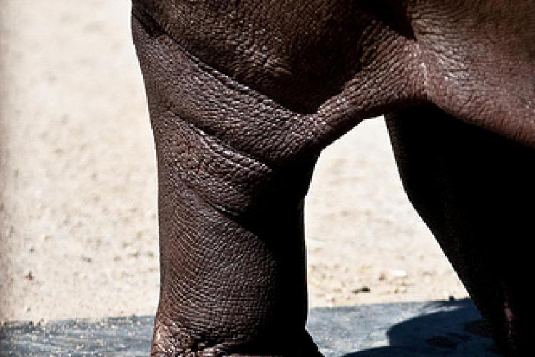 Some Hippo Foot  with that Kangaroo Tail, Sir?