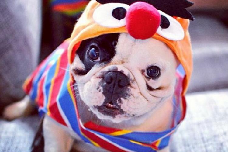 Community Matters: Pet Costumes for Halloween