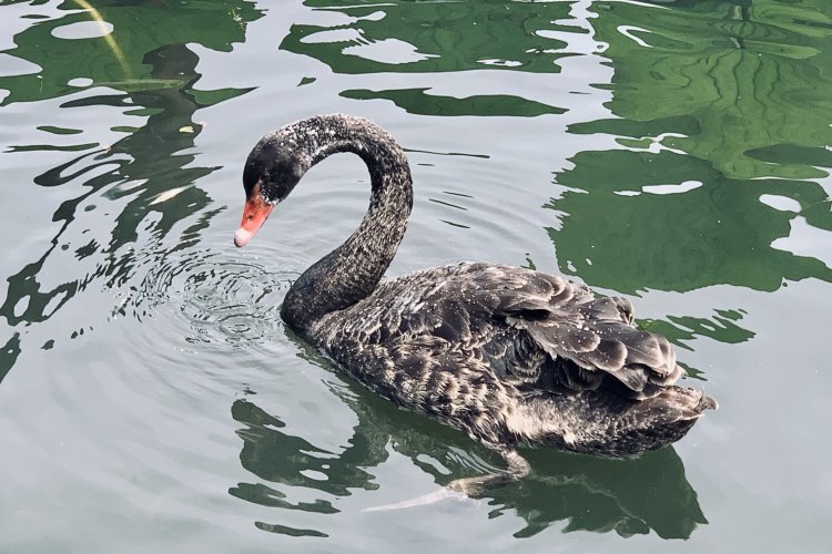 Black Swans test positive for bird flu at Old Summer Palace