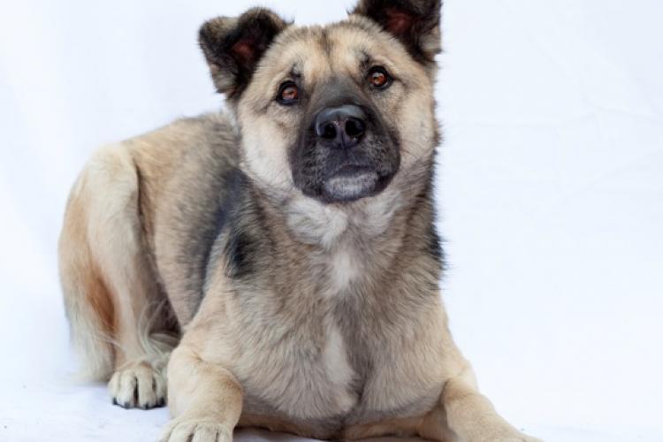 Give a Dog a Home: A Dog Is for Life, Not Just For Christmas Give a Dog a Home: A Dog Is for Life, Not Just For Christmas