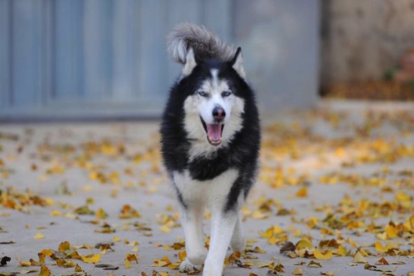 FREE ICVS Online "Ask The Lawyer" Q&A session for dog owners to keep pets safe. Everyone is welcome! 