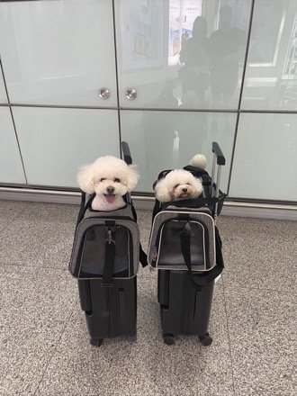 Are you preparing to take pets overseas? It is NEVER too early to begin preparations. Join ICVS' free online "Departing From China With Pets" information session to learn how to get started!