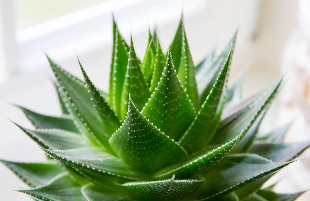 The Best Indoor Plants To Combat Airborne Pollution And Toxins