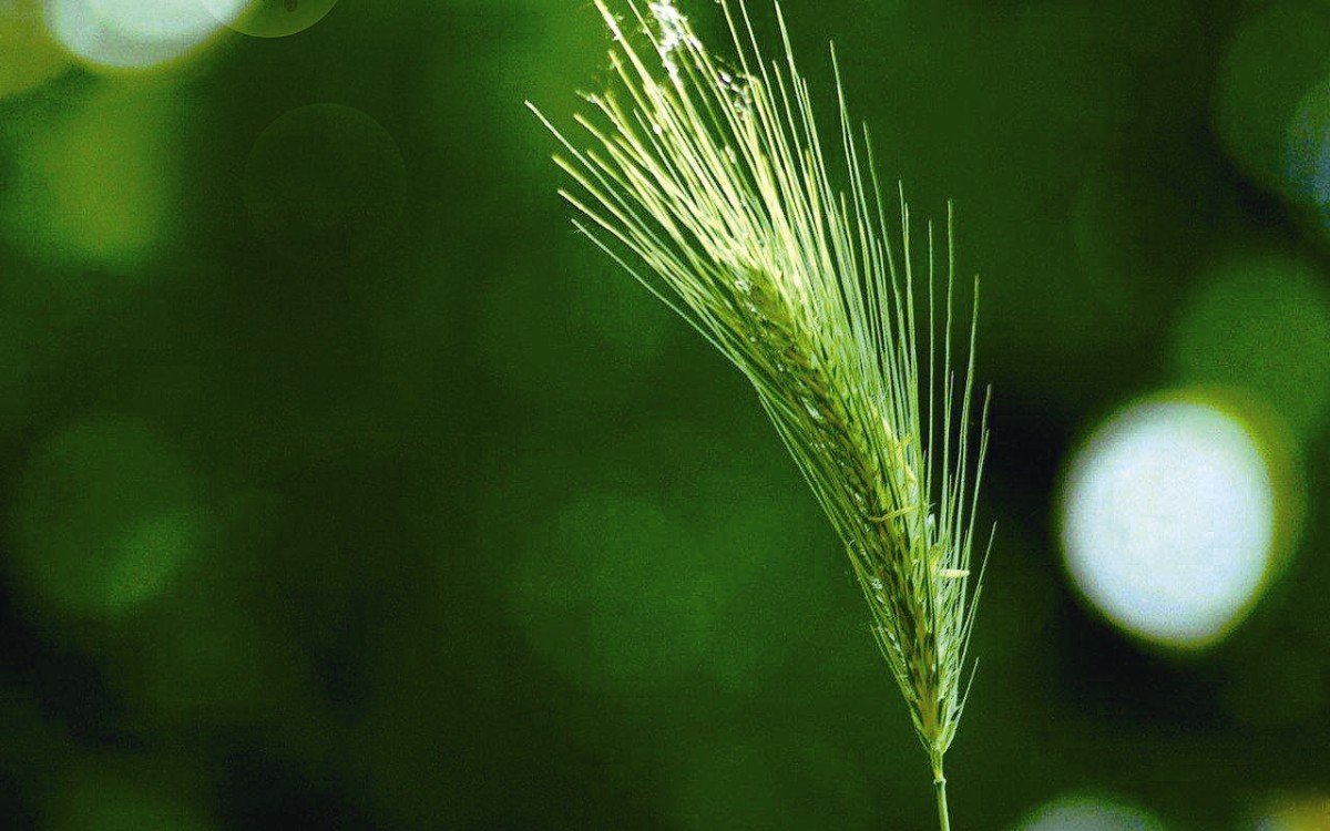 Now's the time to harvest the wheat
