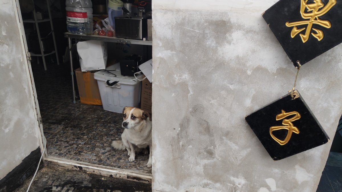 Customers will love saying "hi" to Taco the dog