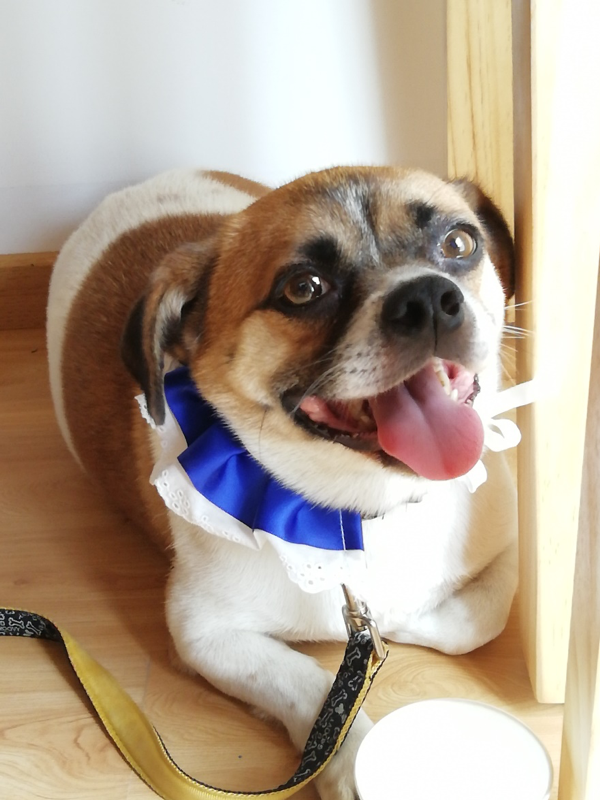 Pang dun, or Chubby Ball, is ready for adoption!