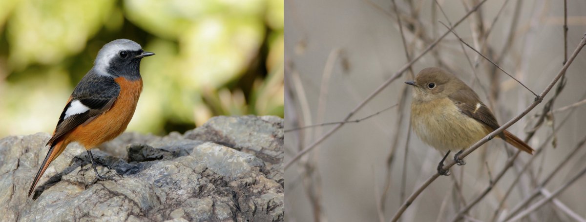 Red-flanked Bluetail – Wild Beijing 北京自然