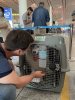Are you preparing your pets for export? Join the FREE ICVS online info session to find out what you need to do to relocate pets! 