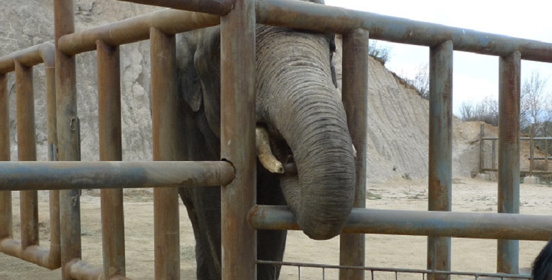 Elephant in Heat Tramples Employee to Death at Badaling Wild Animal Park