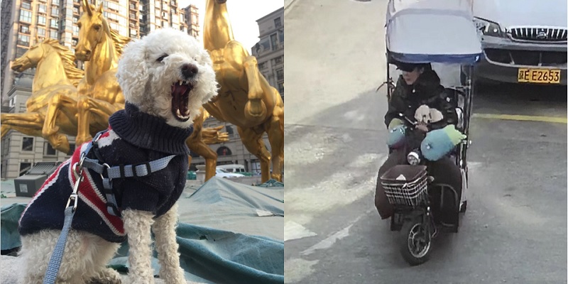 Happy, the Beijinger&#039;s Office Therapy Dog, Has Been Kidnapped