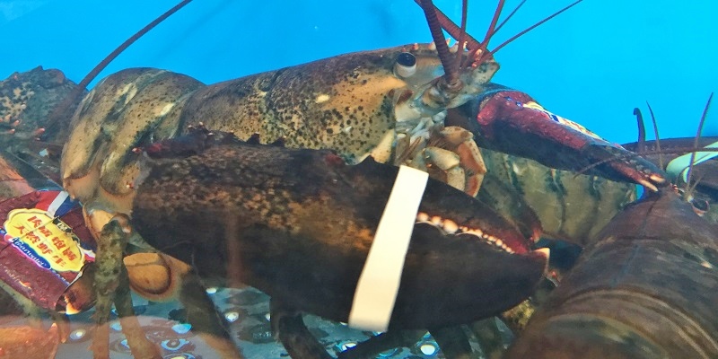 Want the Perfect Steamed Lobster in Beijing? Head to the Lobster Kitchen