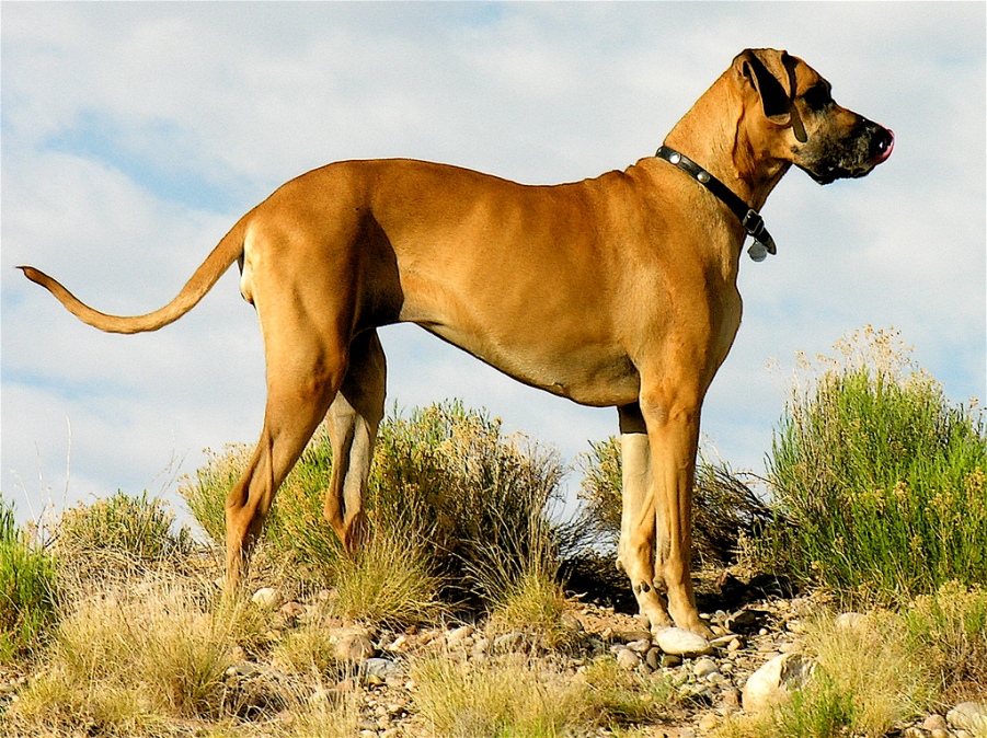 Large Dogs: Why the Fear?