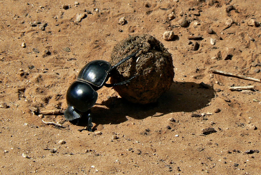 There Goes Da Shan Da Jie: Beijing Bans Naming Streets after Leaders, Foreigners, and Dung Beetles