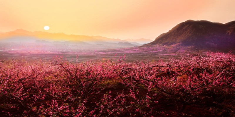 celebrate-spring-with-600-000-blooming-trees-at-the-pinggu-peach