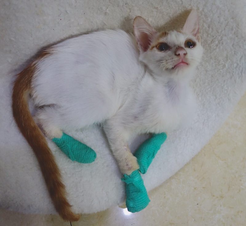 R New Cat-Kind Animal Shelter Looking for Funding to Set Up to Help Beijing&#039;s Strays