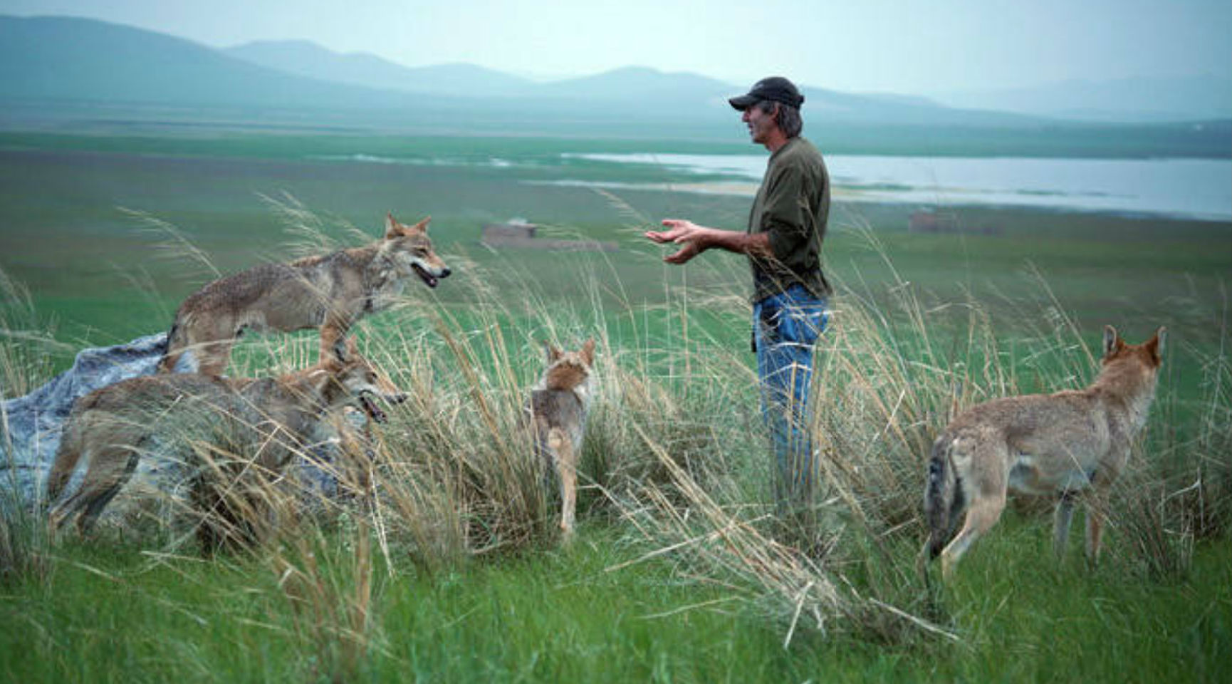 Wolf Totem Misrepresents Mongolian Culture