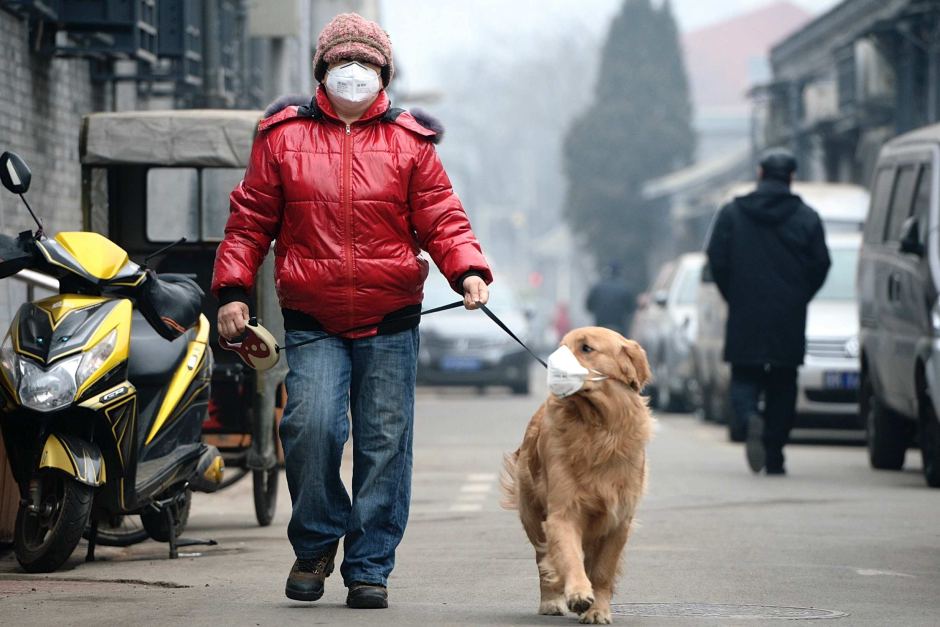 Pets and Pollution: What Can You Do to Protect Your Fluffy Babies From the Terrible Air?