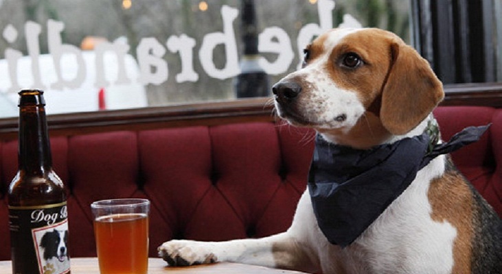 What’s Up in Beer: Maovember Dog Pub Crawl, New Brews Arriving, and Old Brews Returning